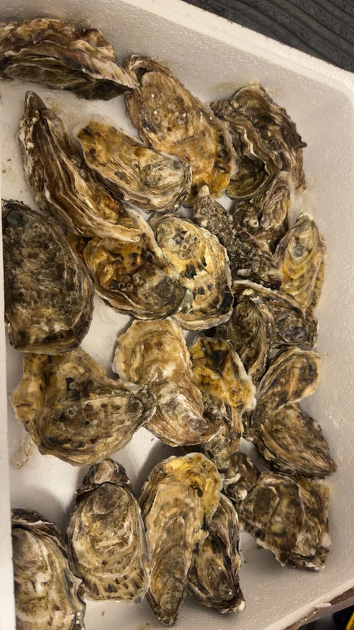 Fresh Oysters 🦪 x3